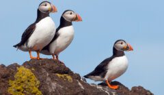 Three Atlantic puffins with black and white plumage and orange beaks stand on a mossy rock against a clear blue sky.