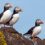 Three Atlantic puffins with black and white plumage and orange beaks stand on a mossy rock against a clear blue sky.