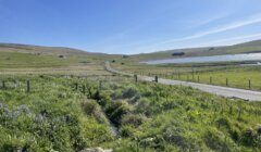 A rural landscape with a narrow road winding through grassy fields, a pond on the right, and hills under a clear blue sky.