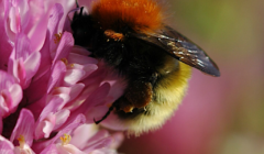 A close-up of a bumblebee collecting nectar from a cluster of pink flowers, with a blurred natural background.