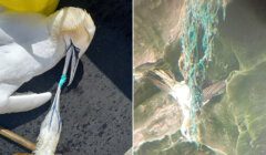 Two seabirds are entangled in blue plastic string; one lies on a dark surface and the other hangs from a rocky area, suspended by the tangled material.