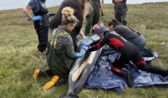 A group of people wearing gloves and wetsuits tend to a stranded dolphin lying on a tarp near a body of water on grassy terrain.