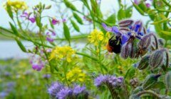 A black and orange bumblebee collects nectar from a purple wildflower in a field with various yellow and purple flowers.