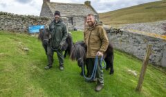 Two men stand on grass holding small black ponies in front of a stone building and stone wall on a cloudy day in a rural setting.