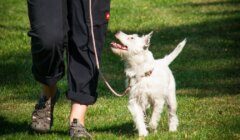 A white dog on a leash walks beside a person in black pants and outdoor shoes on a grassy lawn.