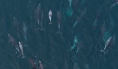 Aerial view of a group of dolphins swimming in clear, deep blue water.