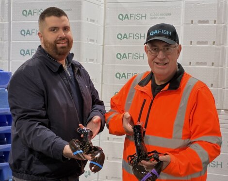 Two men stand indoors holding live lobsters, with stacked white boxes labeled "QAFISH" in the background.