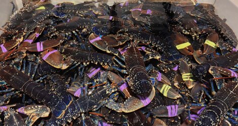 A large number of live lobsters with dark shells are stacked in a container, their claws secured with colorful rubber bands.
