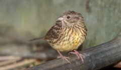 A small streaked brown bird with a pale yellowish breast and pink legs perches on a dark curved pipe against a blurred green background.