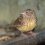 A small streaked brown bird with a pale yellowish breast and pink legs perches on a dark curved pipe against a blurred green background.